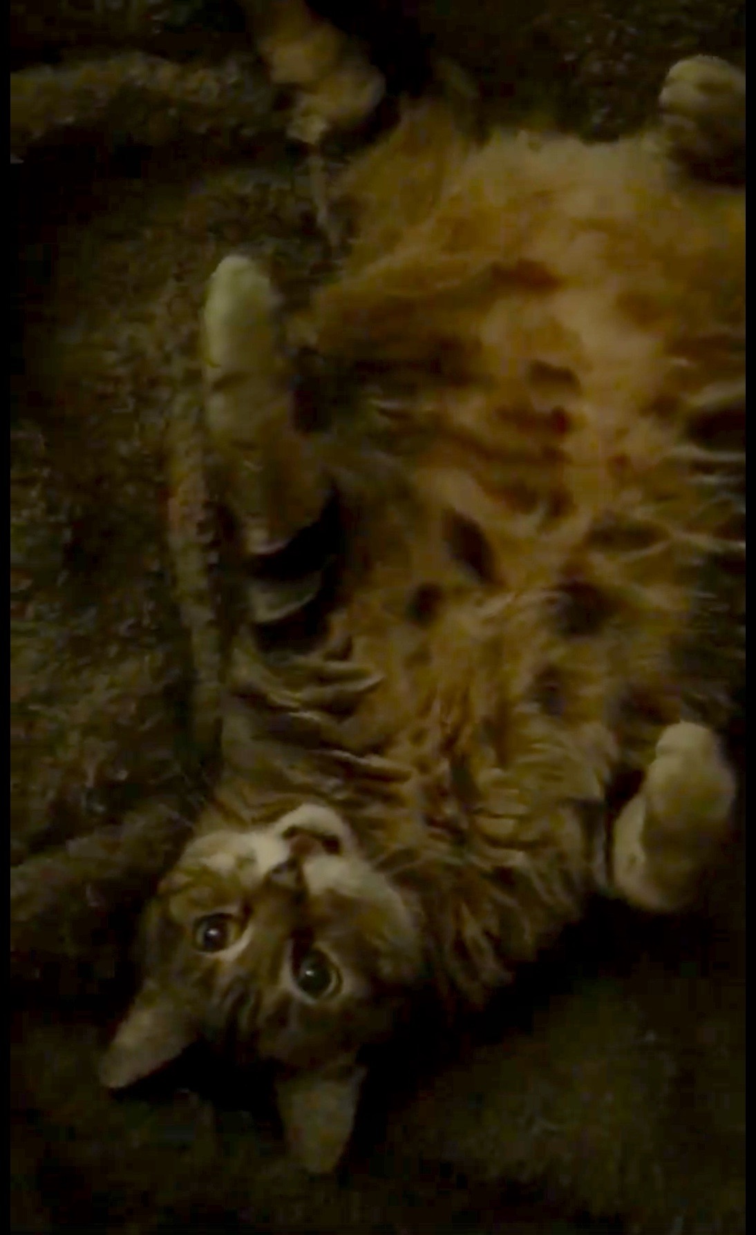 Brian's kitty, Katie