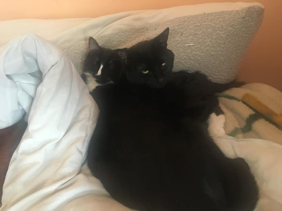 Jordan's kitties Squitty and Ucci