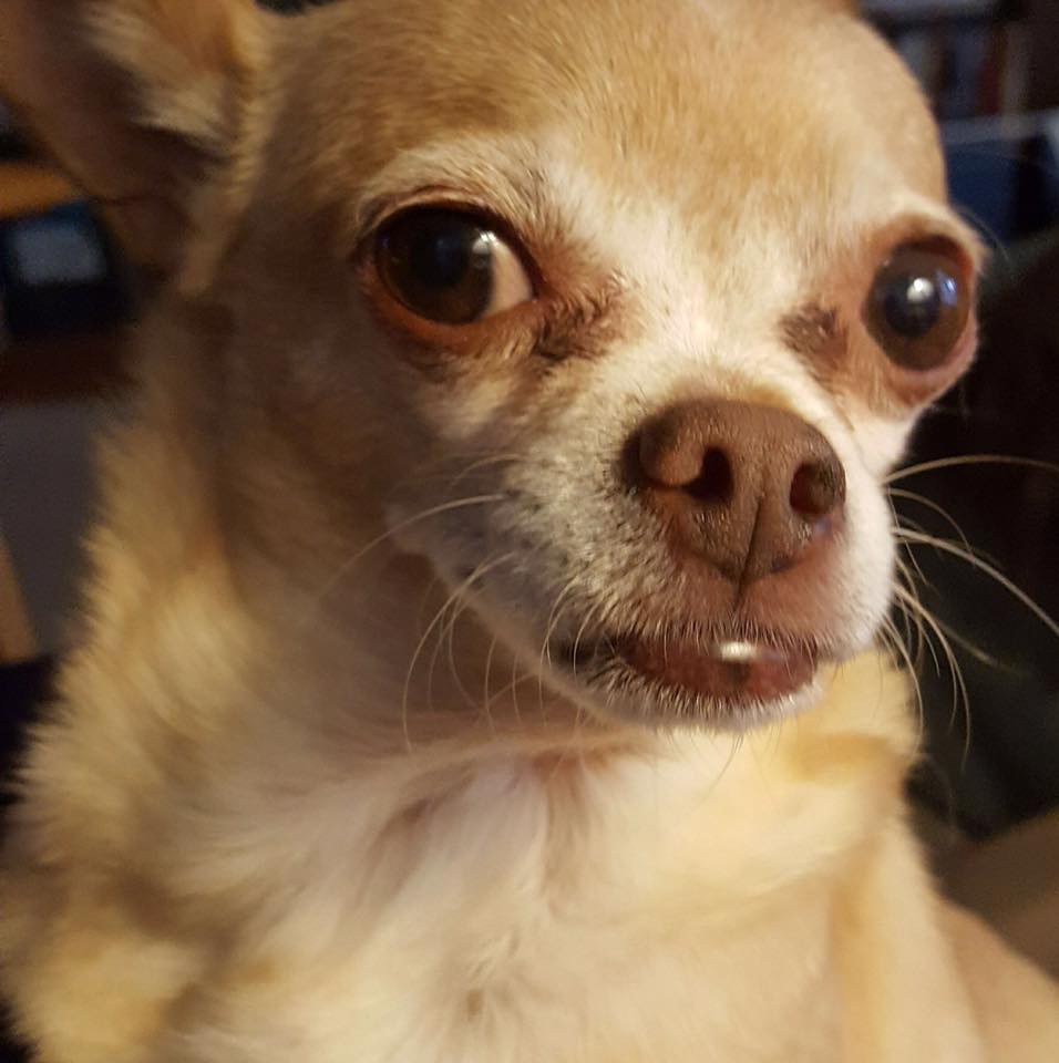 Lt. Dan, one of Teri's two furbabies