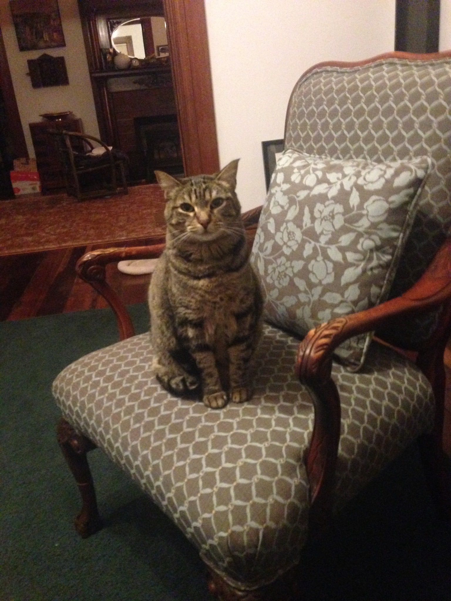 Julie's kitty, Miss Callie