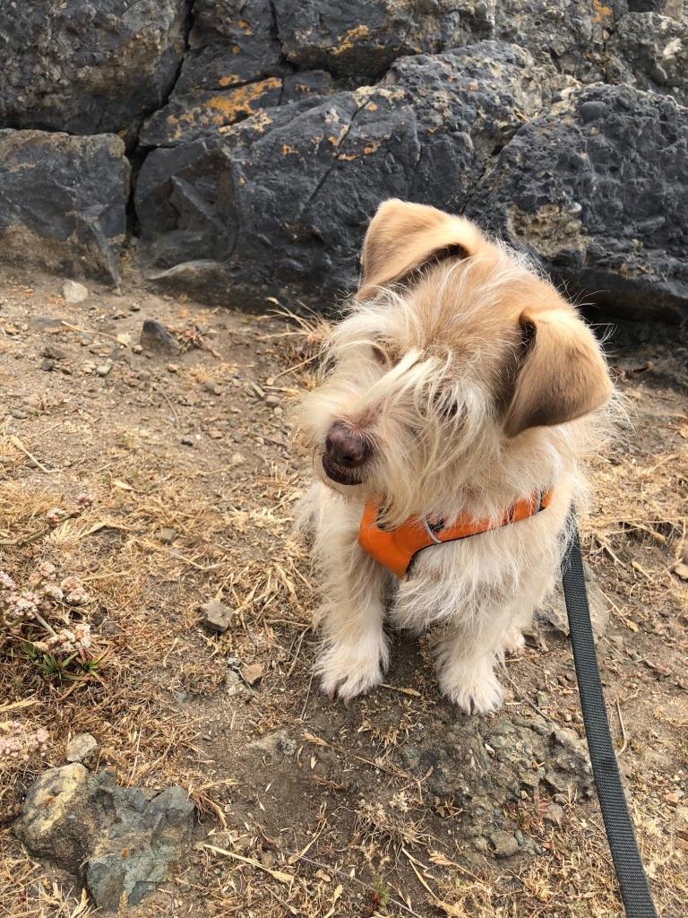 Chris and Anne's doggie, Taxie.  Studio dog and bike enthusiast