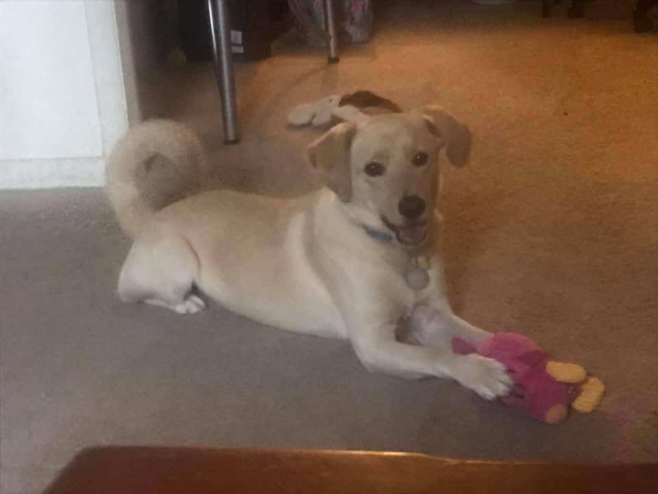 Suzanne's doggy Ziggy.