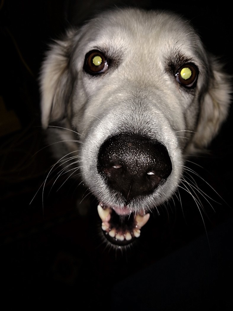 Leora's doggie (in memoriam)