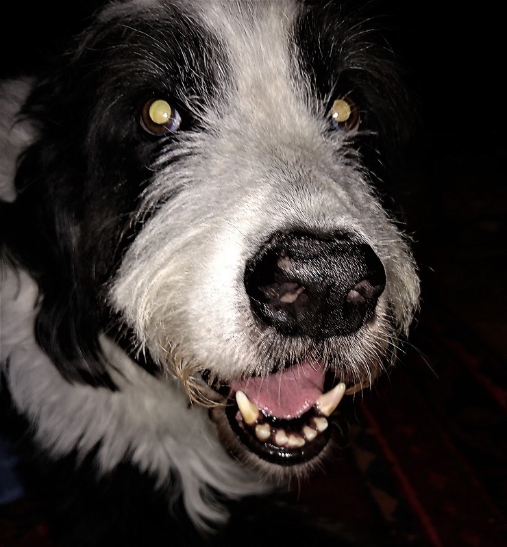 Leora's second doggie (in memoriam)