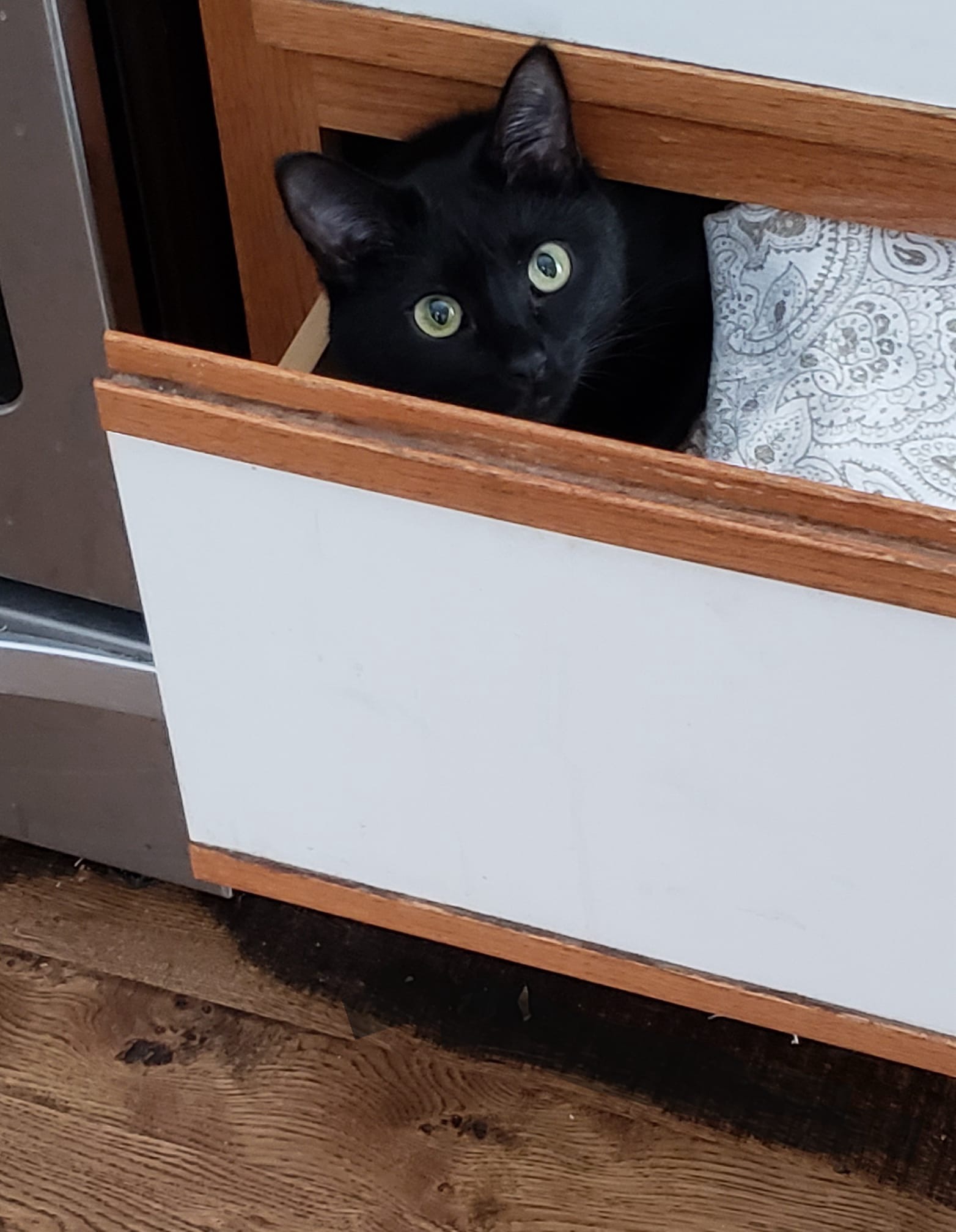 Barbara's kitty, Catalu&ntilde;a