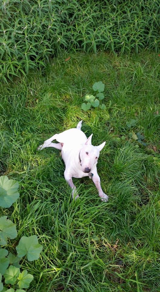 Cynthia's doggie Katy, in memoriam