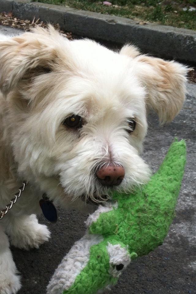 Terry's furbaby Pearle, in memoriam