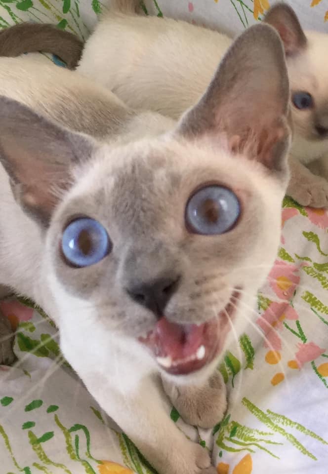 Bonnie's kitty Katie, (Nimbus' Mom)