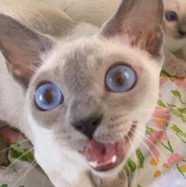 katie and nimbus.jpg