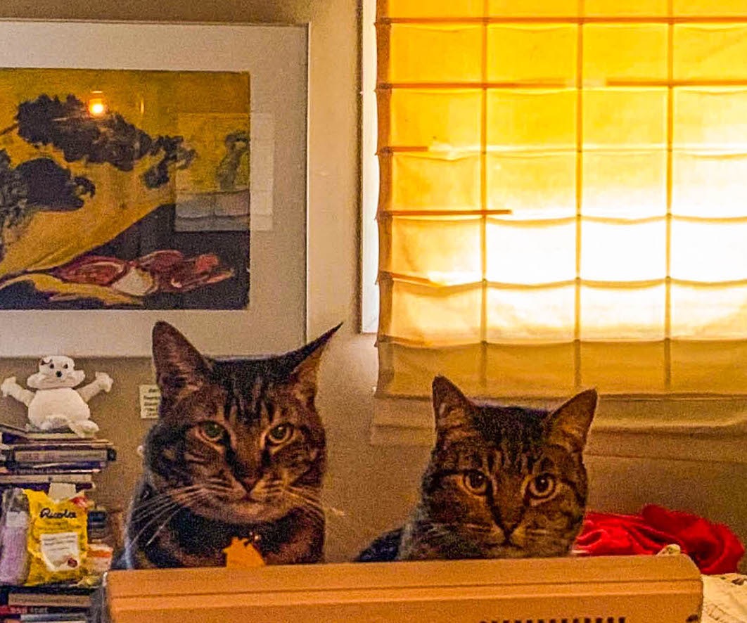 Lenore's kitties, Thunder Paws and Vittorino