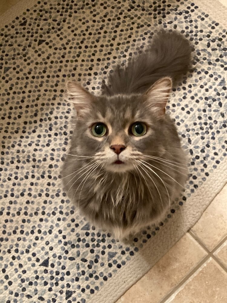 Sonya's kitty, Sputnik, the therapy cat!