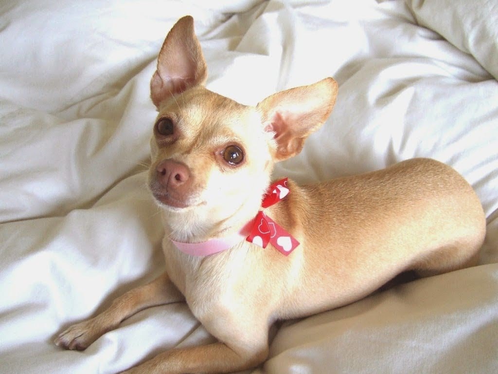 Peter's companion Chica