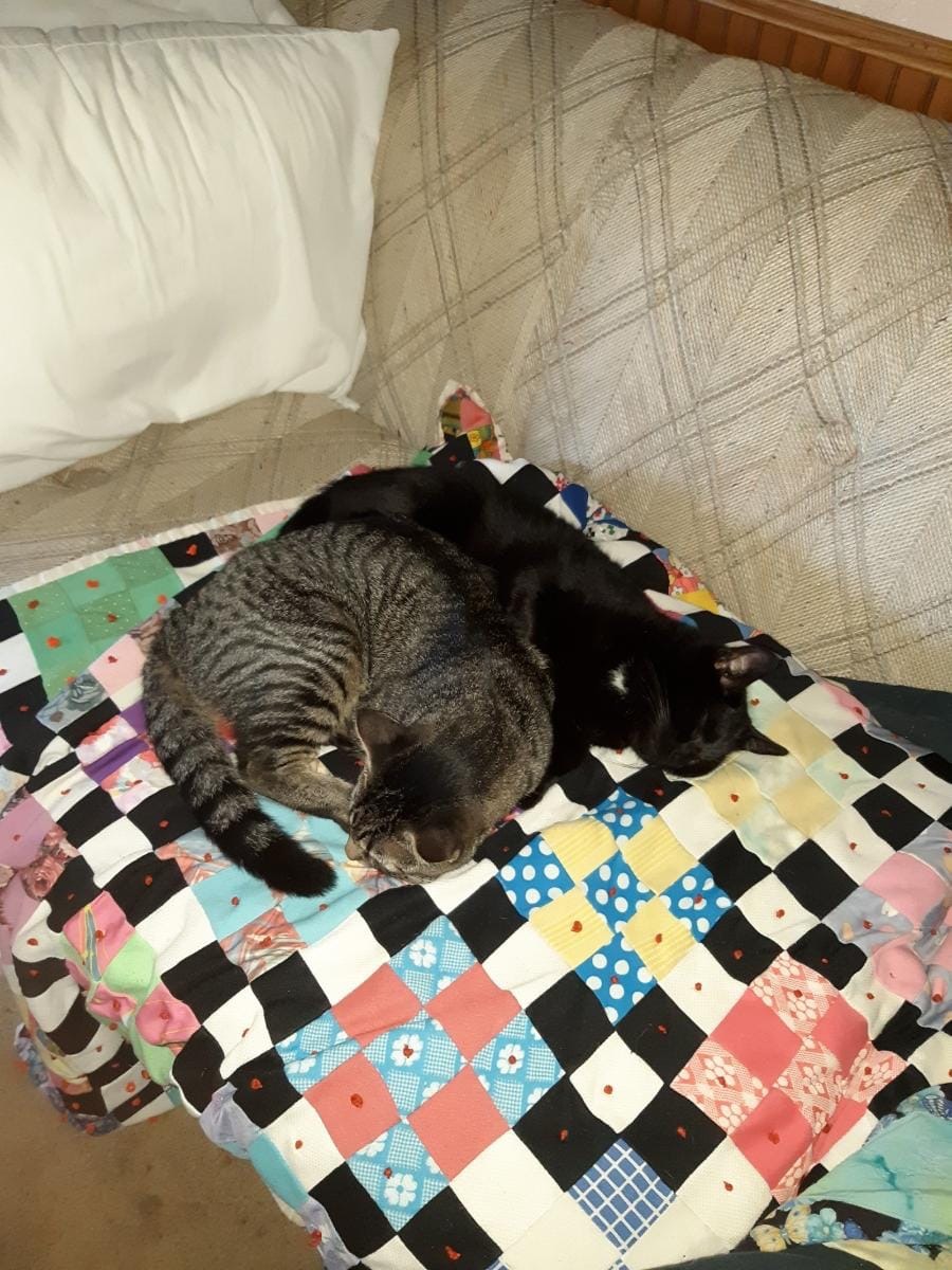 Gail's grandkitties Rocket (graytabby) and Tipper Waddle Peas