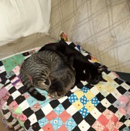 rocket gray tabby tipper waddle peas black kitty.jpg