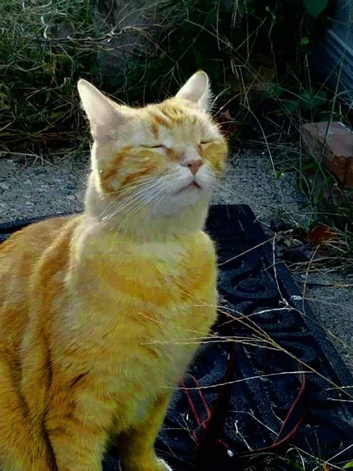 Cheddar the Great, Jack's kitty