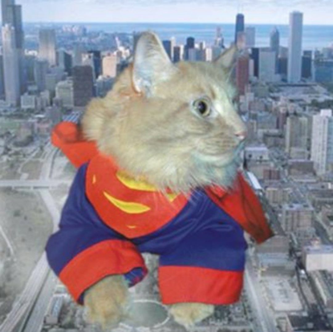 Julie B's kitty Super Crummy