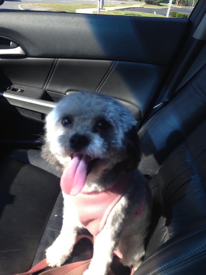 Elizabeth's doggie, Charlotte.  One of 4 furbabies