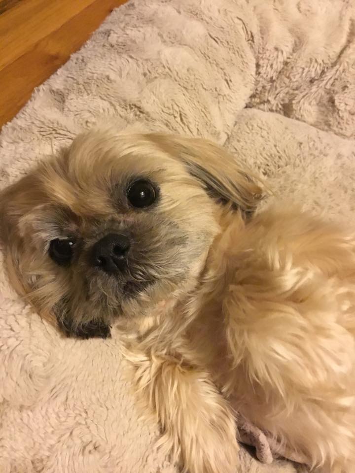 Elizabeth's doggie, Griffin.  One of 4 furbabies