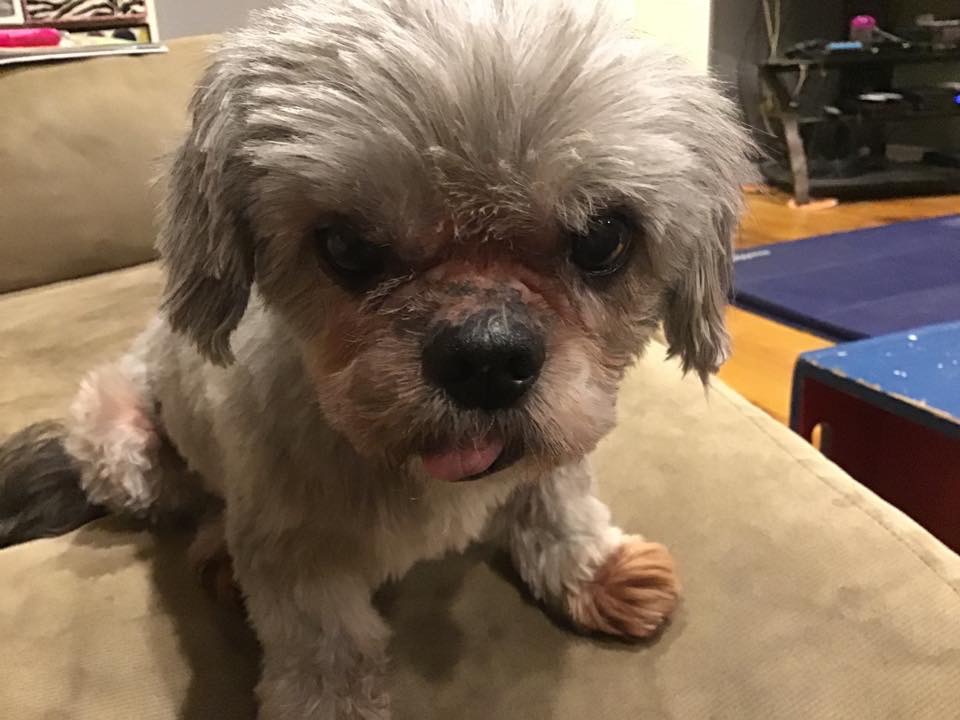 Elizabeth's doggie, Penny  One of 4 furbabies