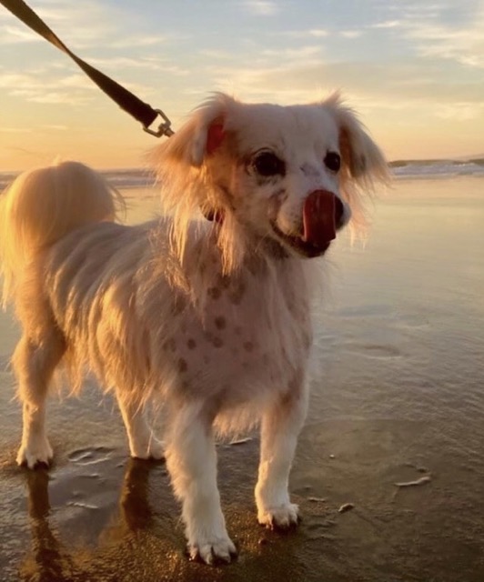 Carrie's companion Tomás