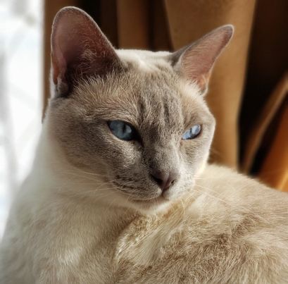 Amy's handsome cat Duncan