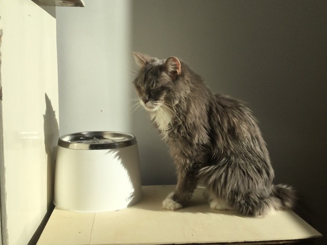 Phoenix, Chris and Kirstine's kitty, nickname Phee