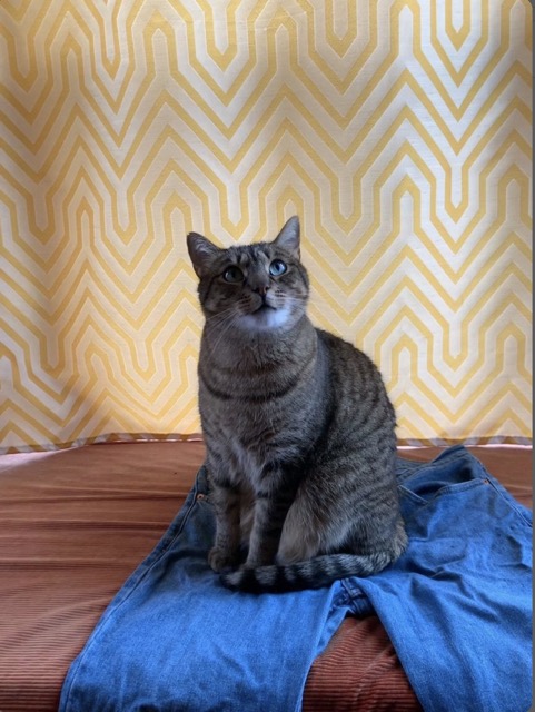 Kevin's cat Aleister