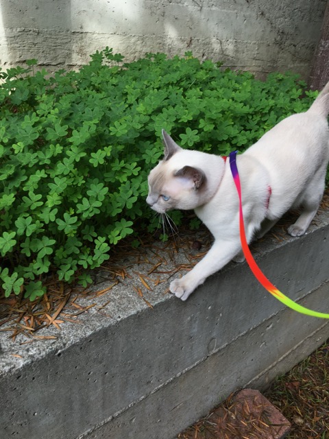 Walk in the backyard