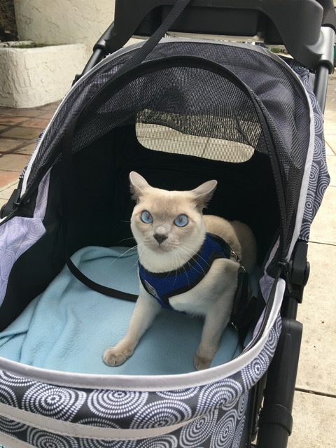 Strolling in the neighborhood