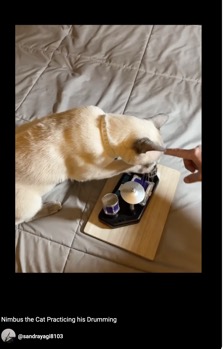 Screen Shot 2023-11-06 at 1.03.38 PM