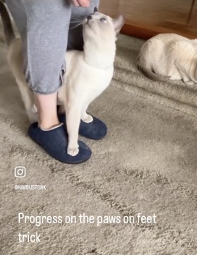 Screen Shot 2024-07-16 at 12.52.59 PM